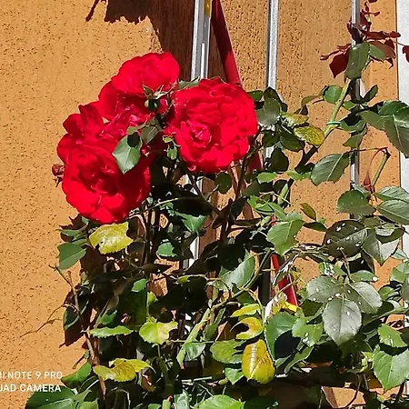 Bed & Breakfast Beb Da Gaia E Giulio